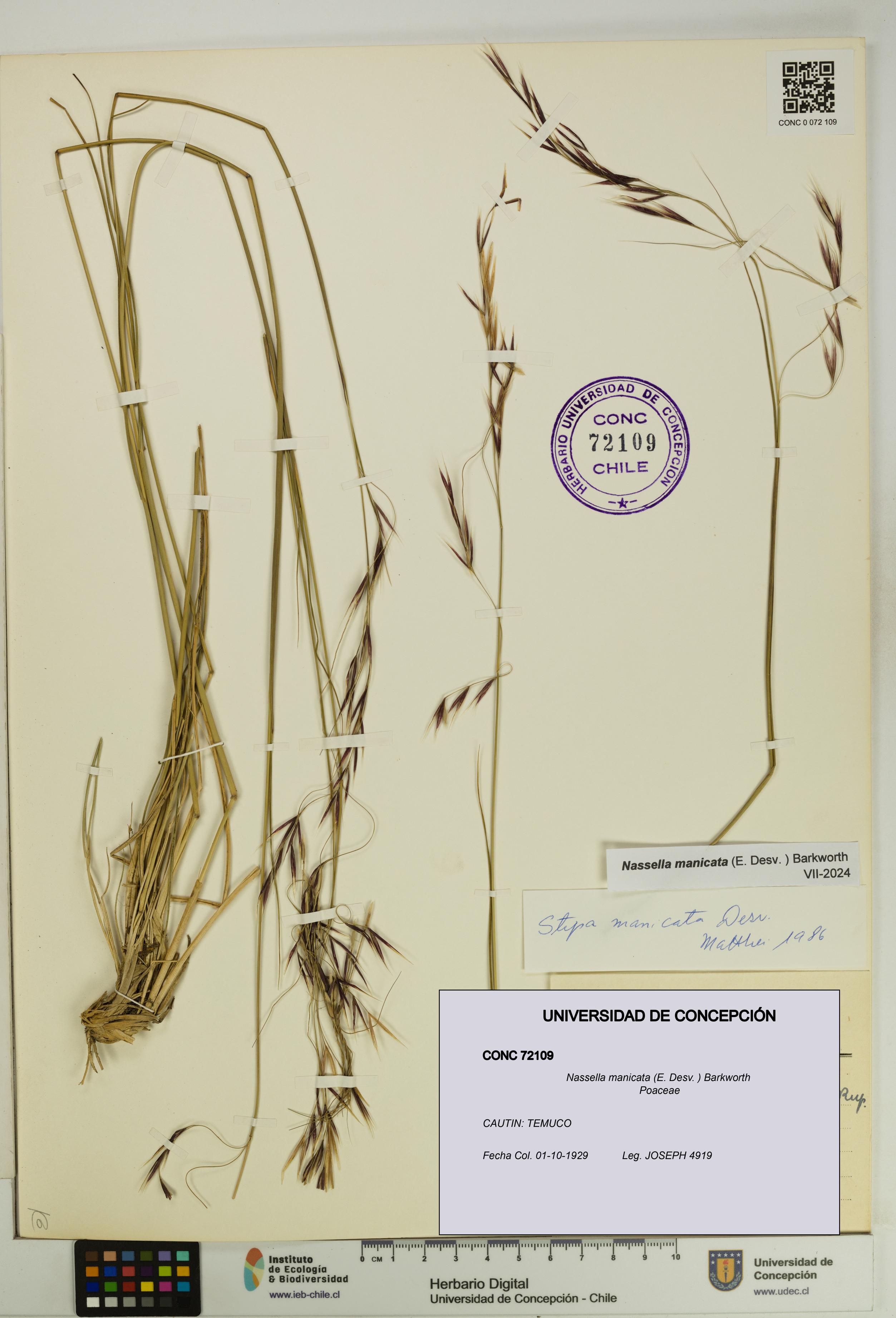 Nassella manicata [Espécimen: UDEC:CONC:0072109]