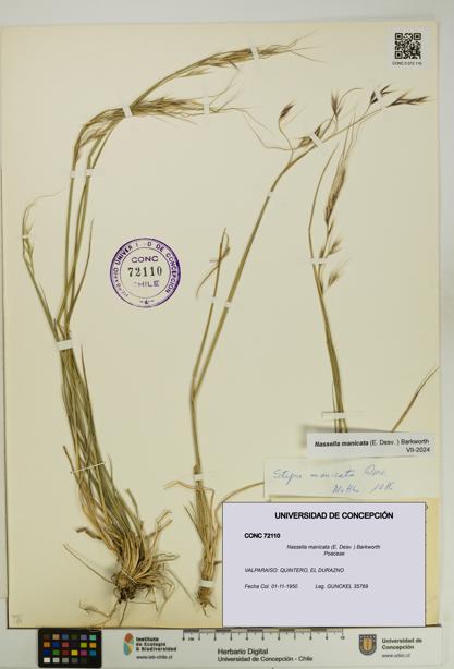 Nassella manicata [Espécimen: UDEC:CONC:0072110]