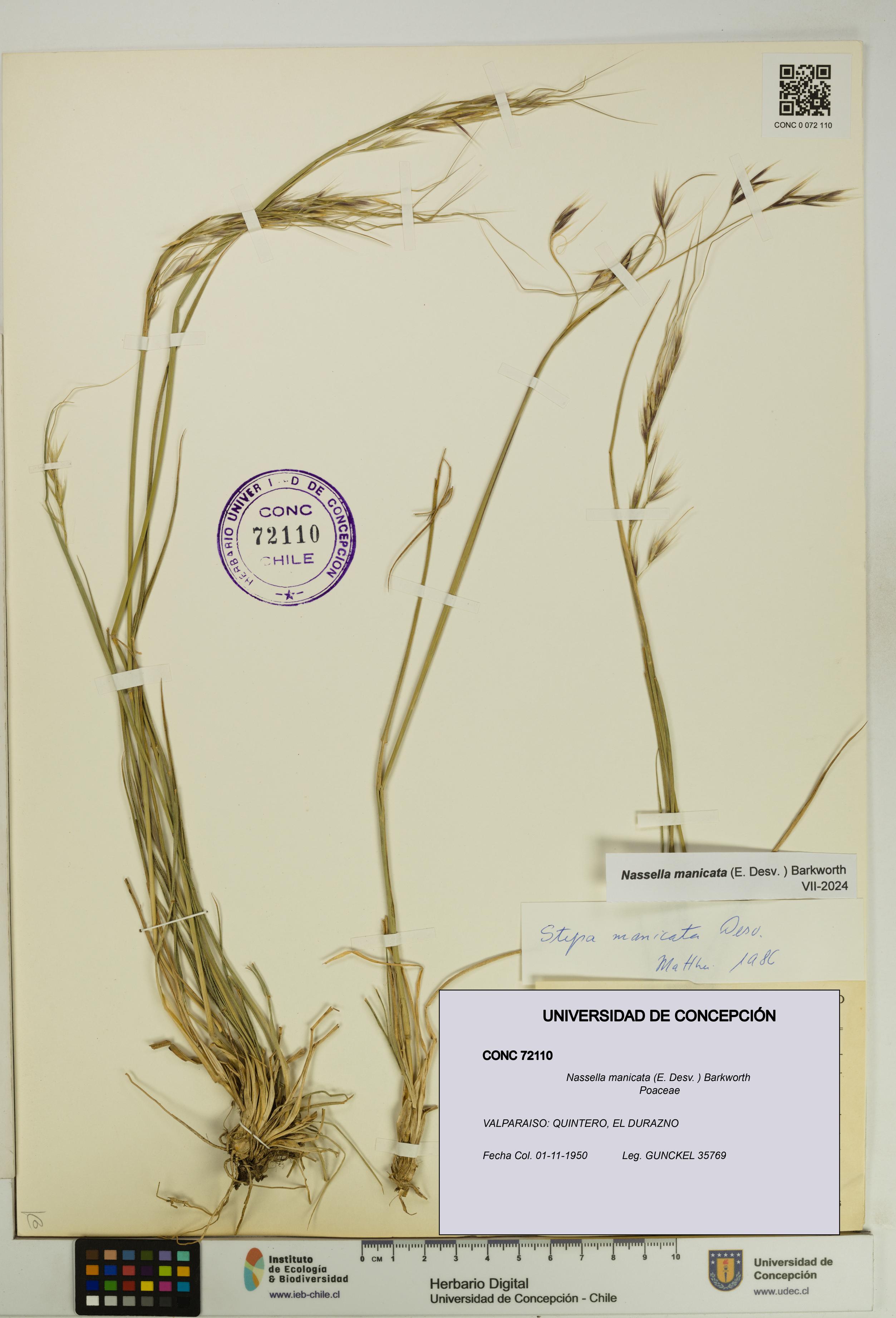 Nassella manicata [Espécimen: UDEC:CONC:0072110]