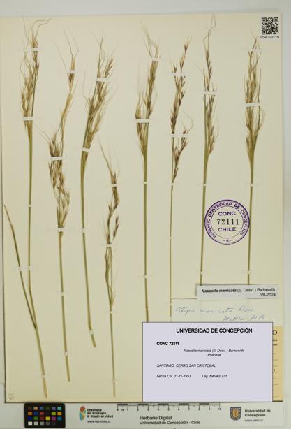 Nassella manicata [Espécimen: UDEC:CONC:0072111]