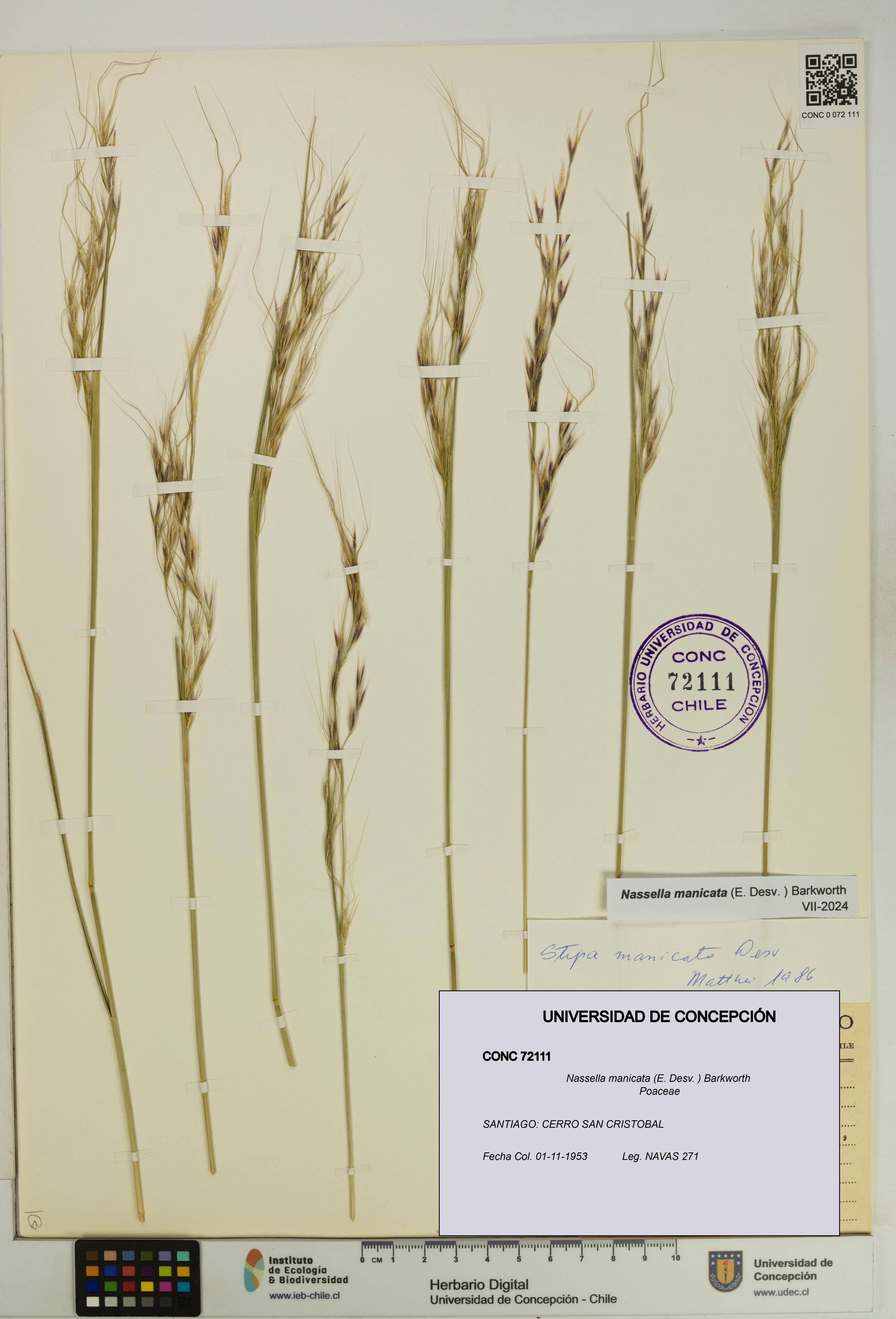 Nassella manicata [Espécimen: UDEC:CONC:0072111]