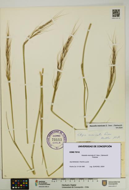 Nassella manicata [Espécimen: UDEC:CONC:0072112]