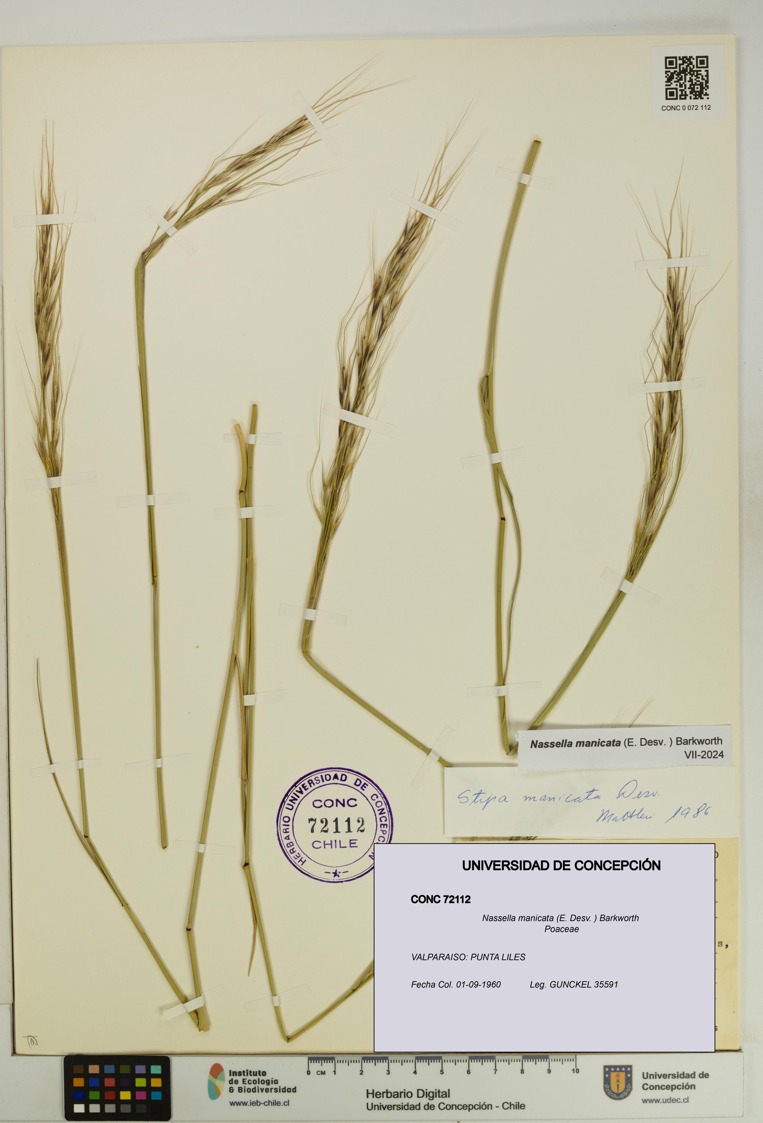 Nassella manicata [Espécimen: UDEC:CONC:0072112]