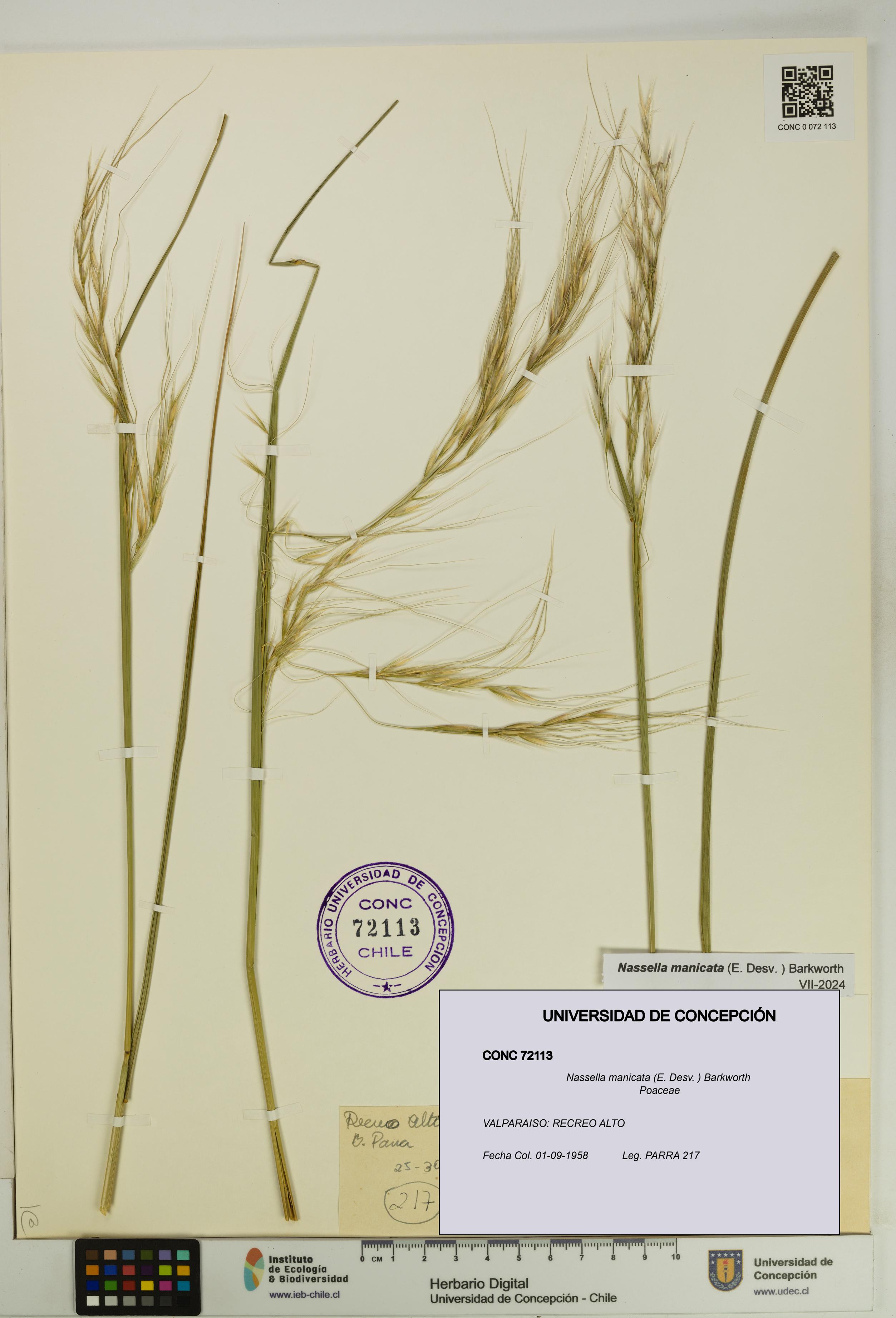 Nassella manicata [Espécimen: UDEC:CONC:0072113]