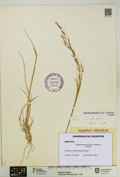 Nassella manicata [Espécimen: UDEC:CONC:0072115]