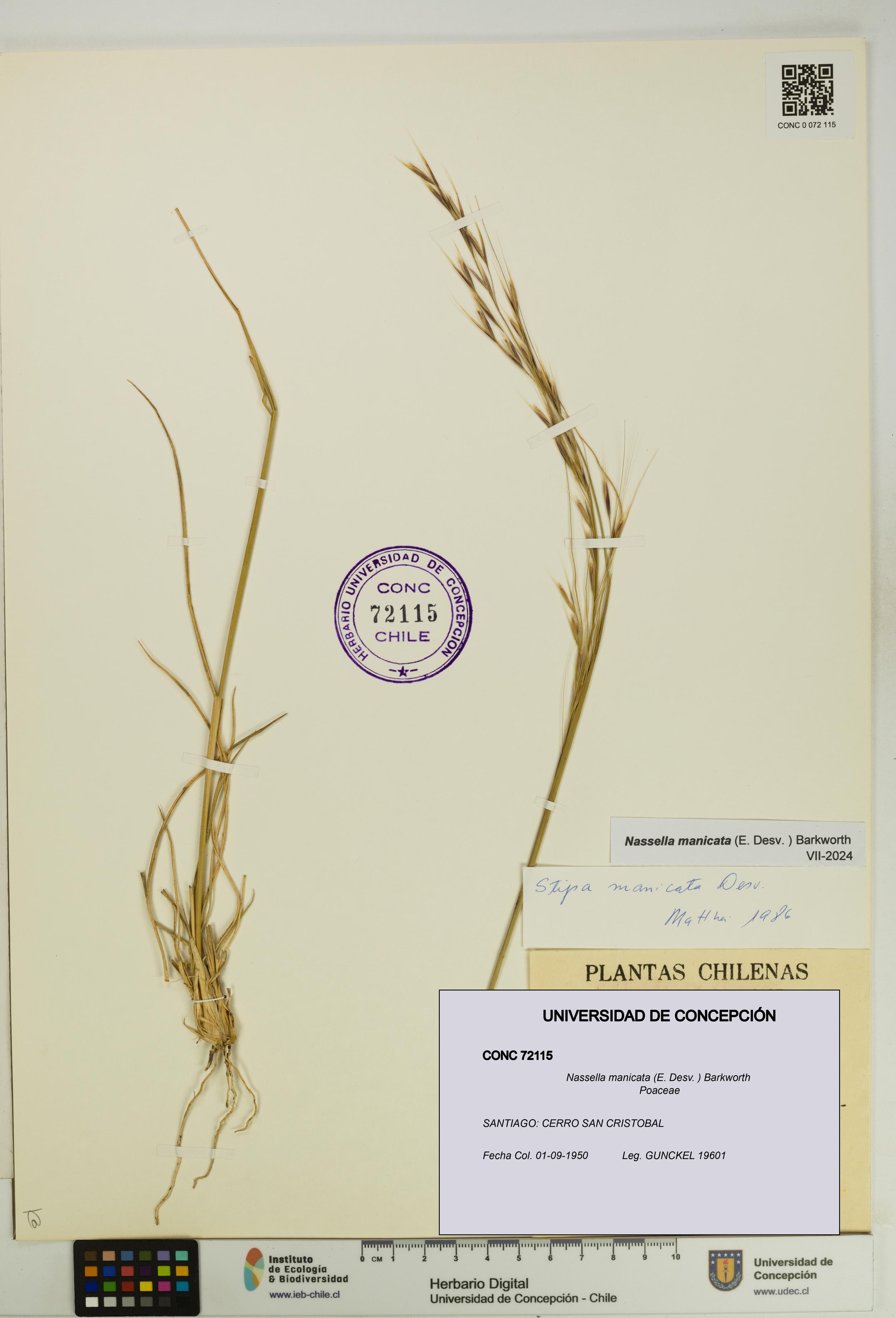 Nassella manicata [Espécimen: UDEC:CONC:0072115]