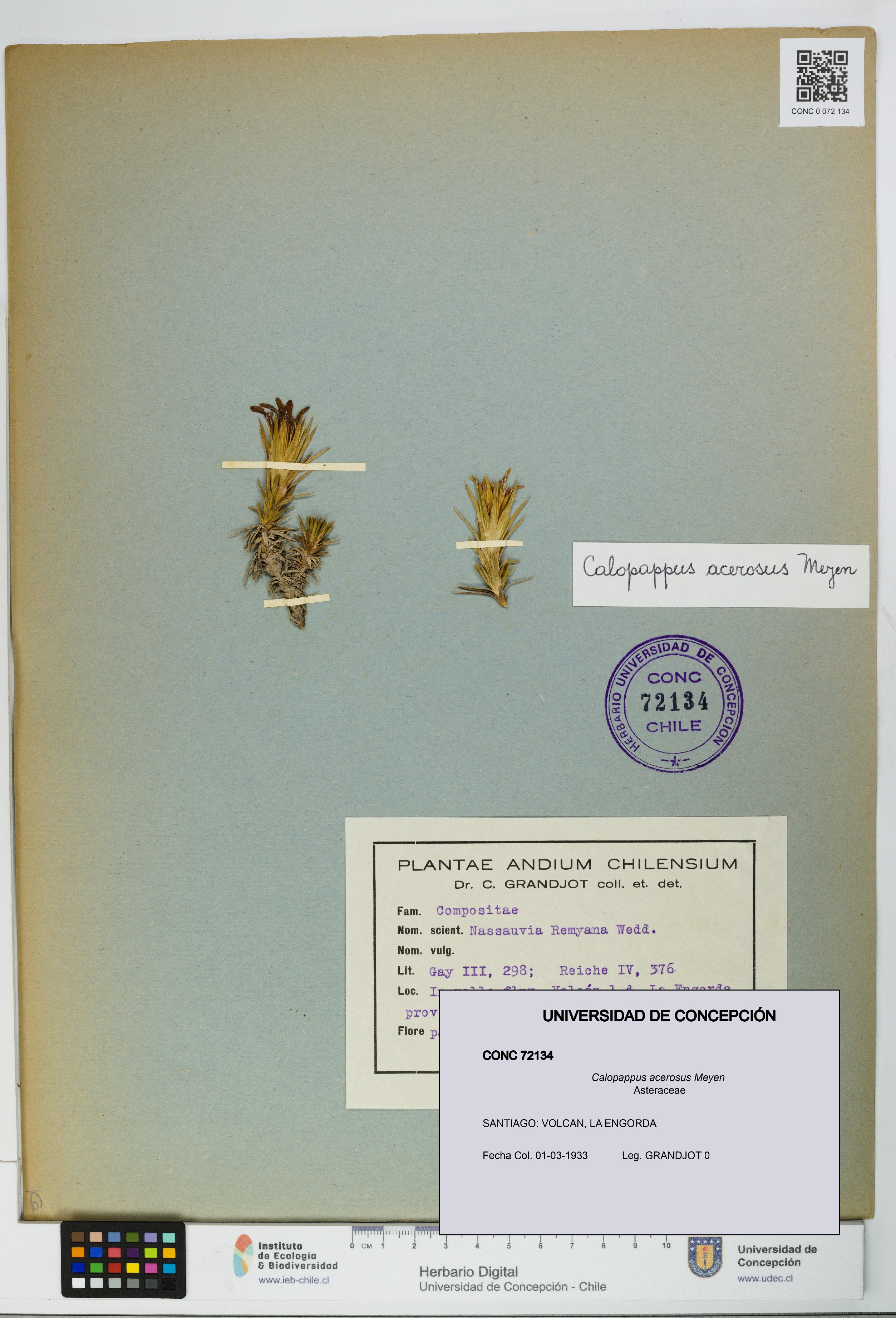 Calopappus acerosus [Espécimen: ]