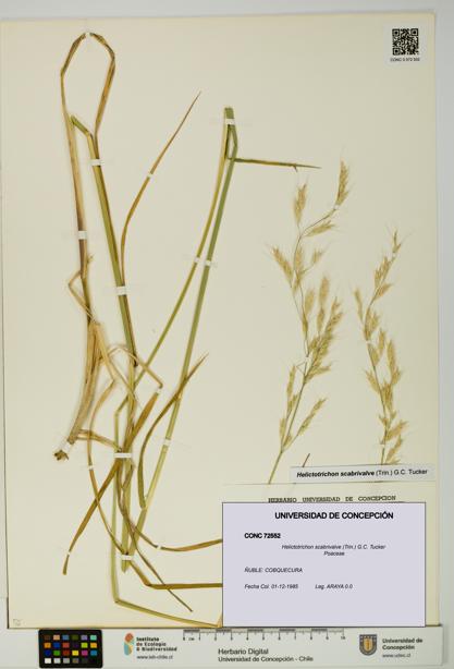 Helictotrichon scabrivalve [Espécimen: UDEC:CONC:0072552]