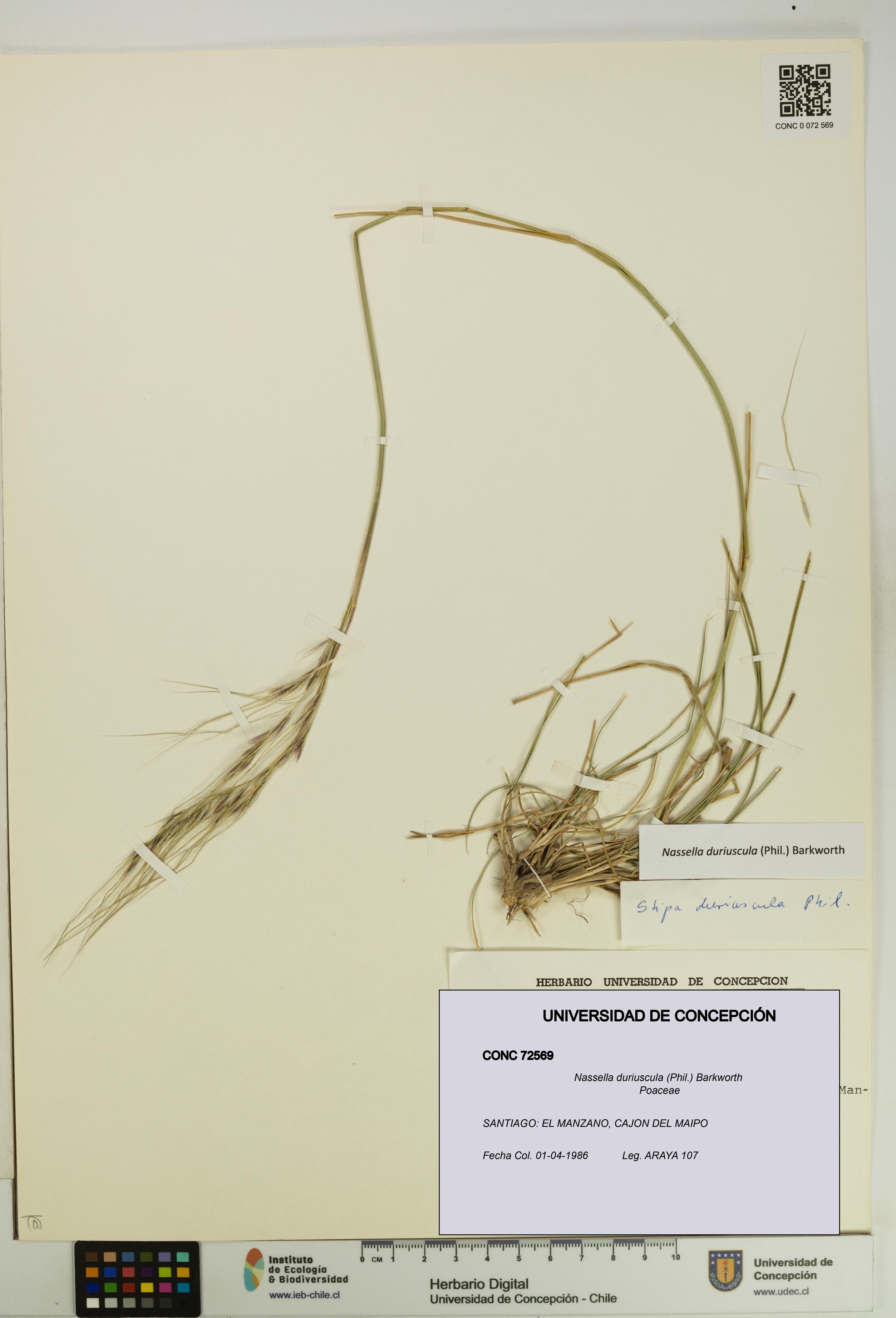 Nassella duriuscula [Espécimen: UDEC:CONC:0072569]