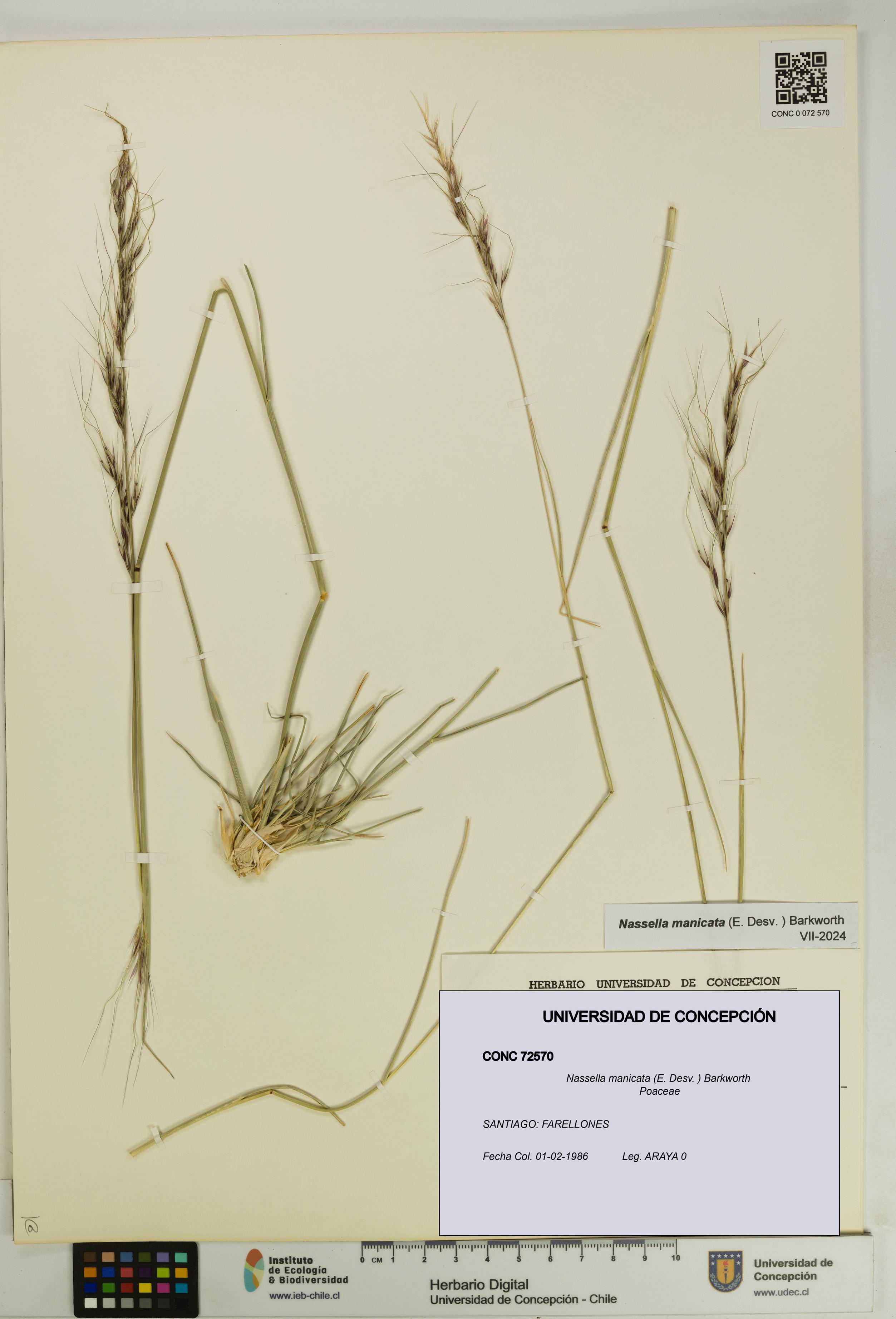 Nassella manicata [Espécimen: UDEC:CONC:0072570]