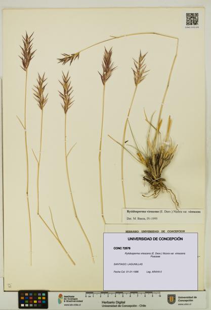 Rytidosperma virescens var. virescens [Espécimen: UDEC:CONC:0072578]