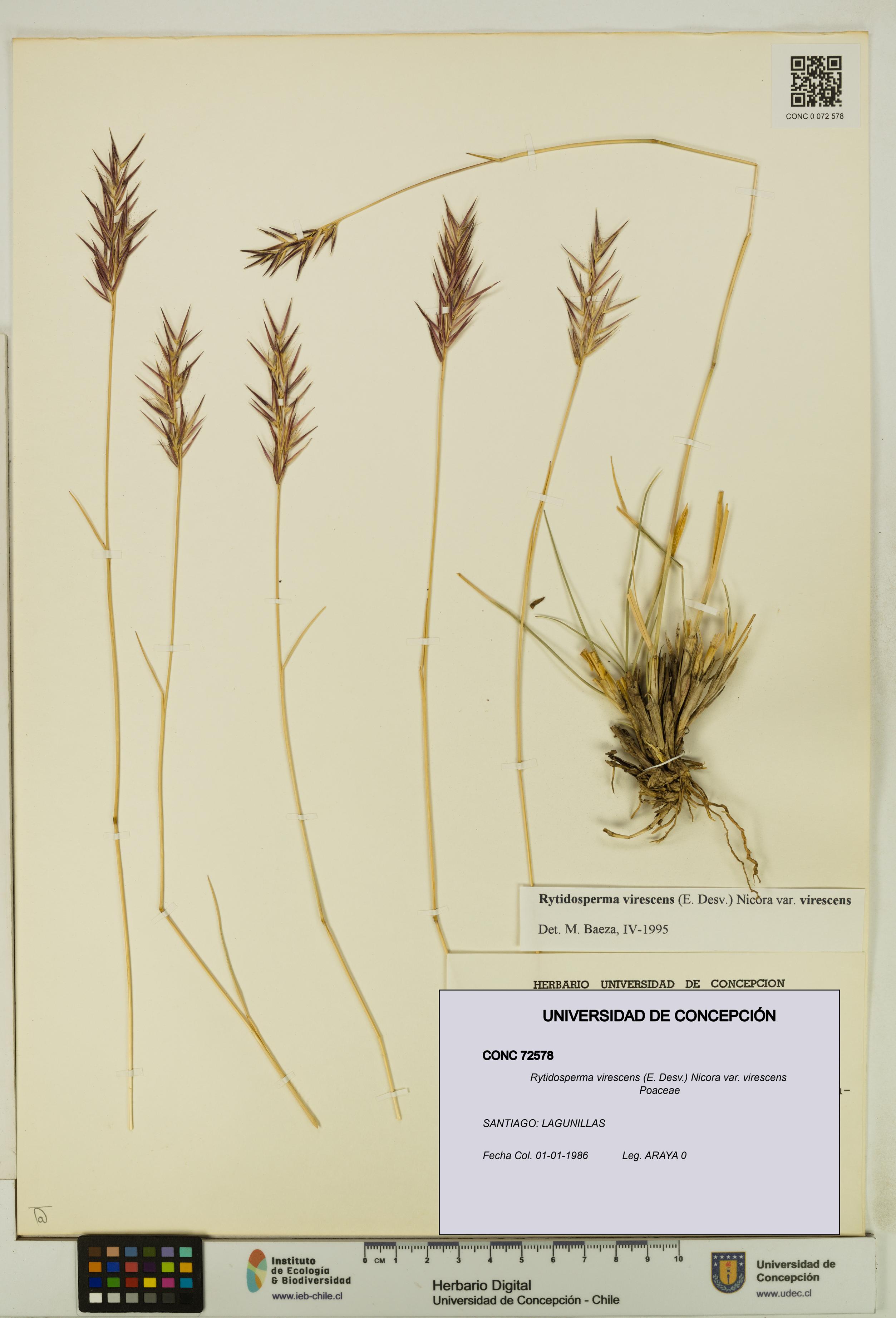 Rytidosperma virescens var. virescens [Espécimen: UDEC:CONC:0072578]