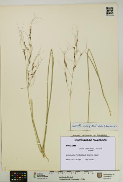Nassella hirtifolia [Espécimen: UDEC:CONC:0072589]