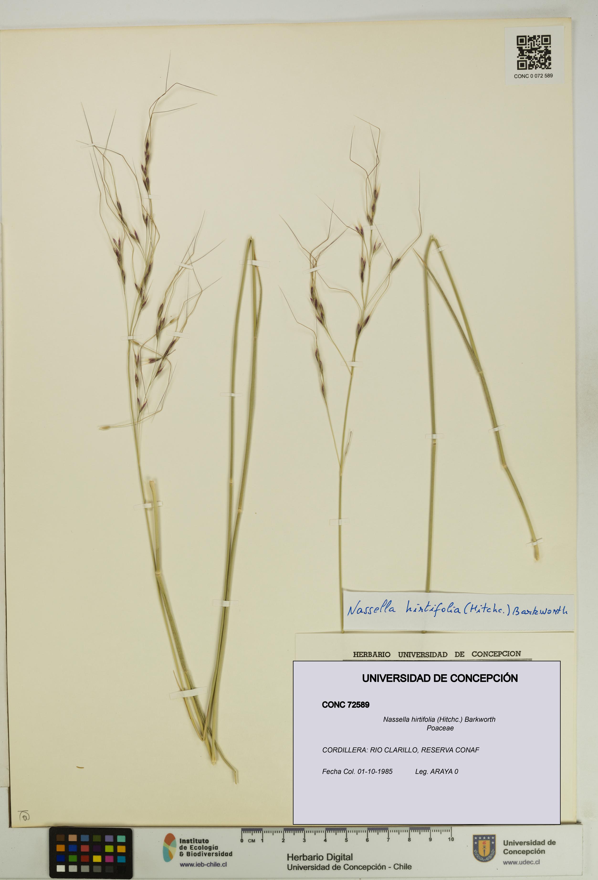 Nassella hirtifolia [Espécimen: UDEC:CONC:0072589]