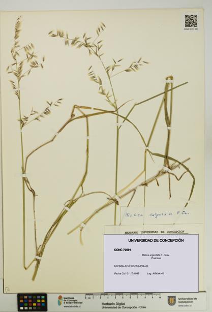 Melica argentata [Espécimen: UDEC:CONC:0072591]