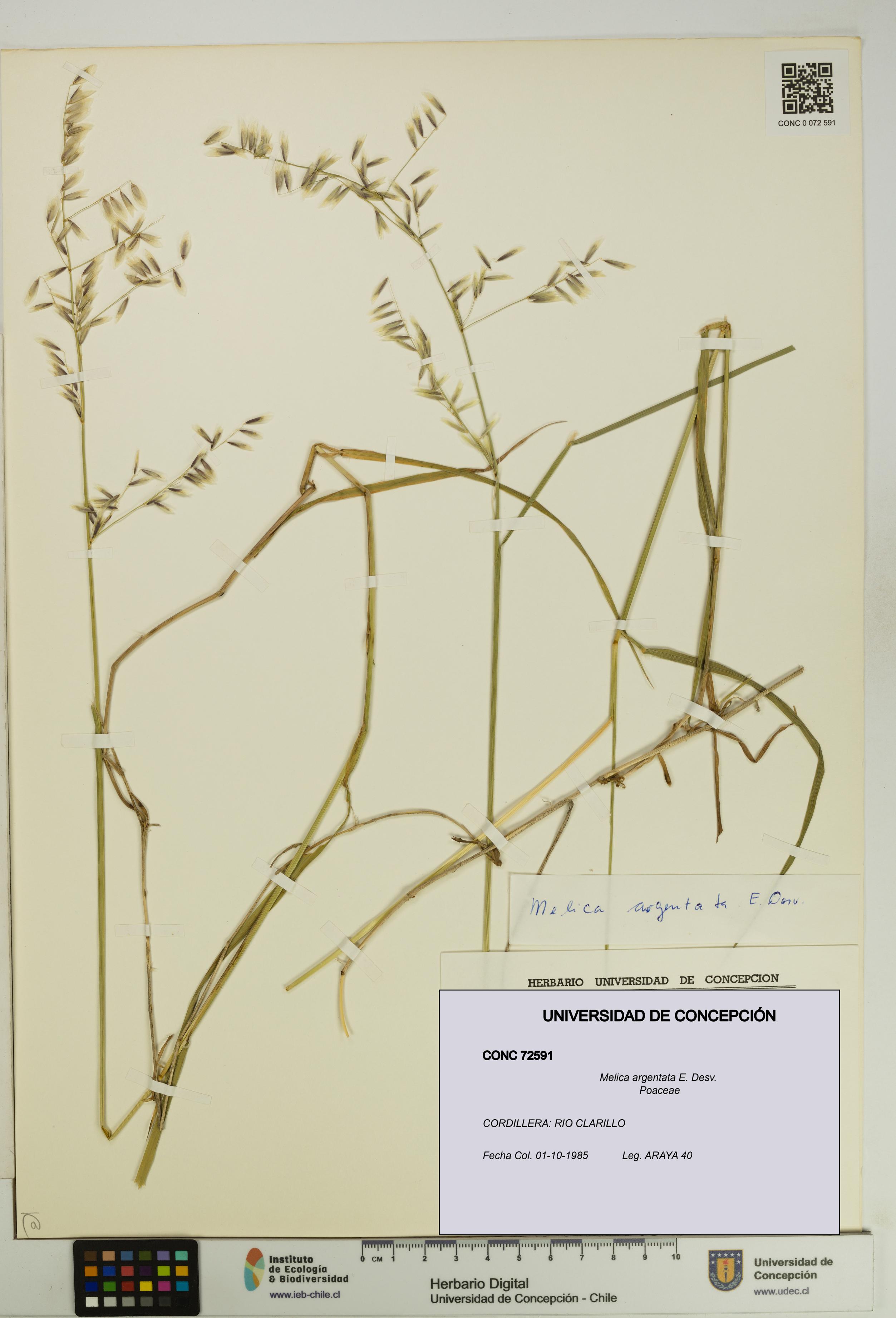 Melica argentata [Espécimen: UDEC:CONC:0072591]