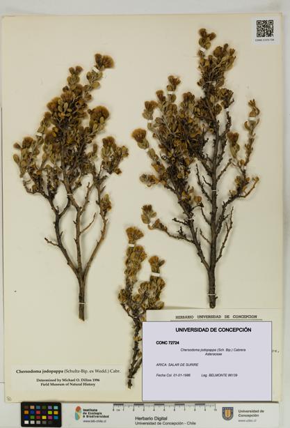 Chersodoma jodopappa [Espécimen: UDEC:CONC:0072724]