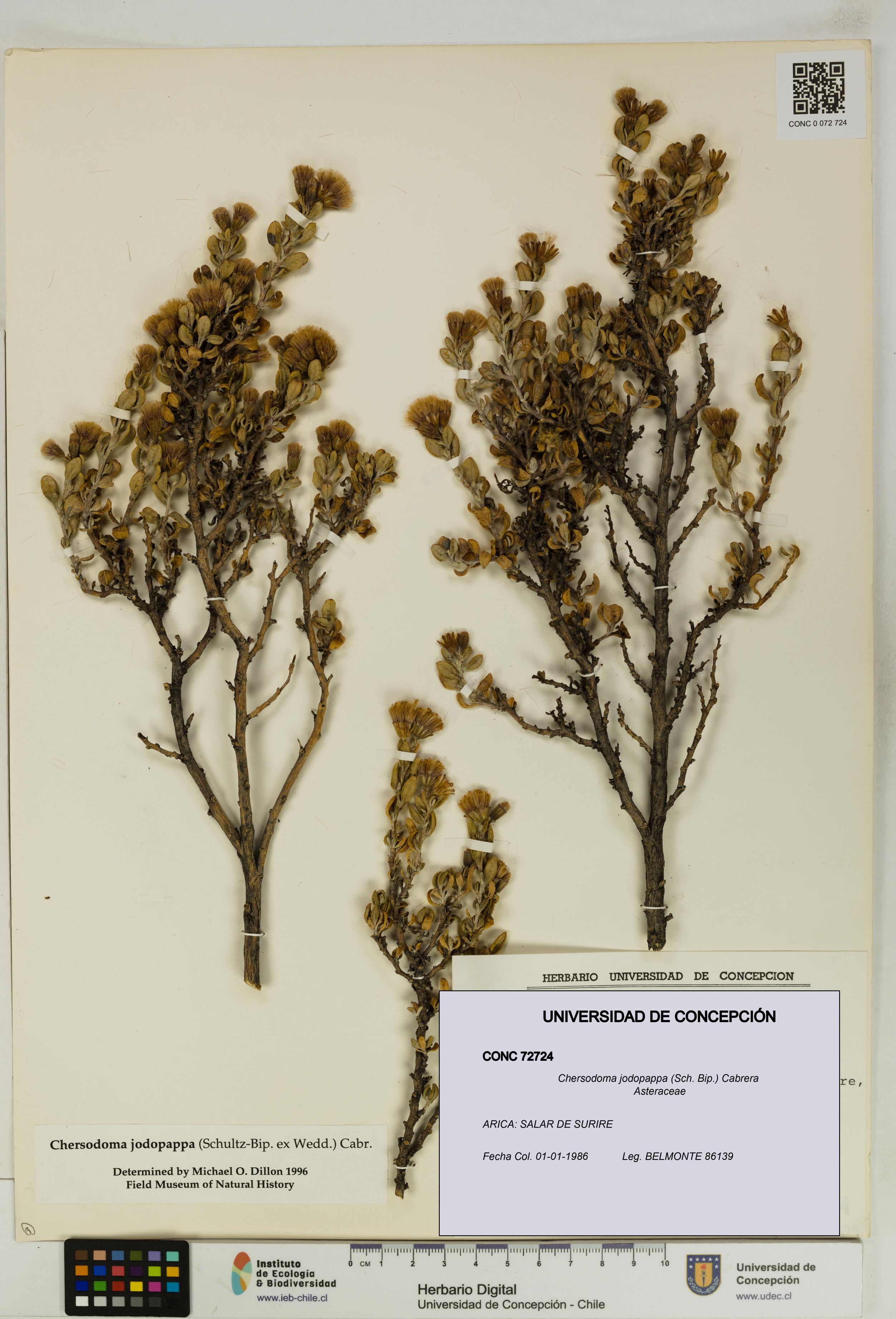 Chersodoma jodopappa [Espécimen: UDEC:CONC:0072724]