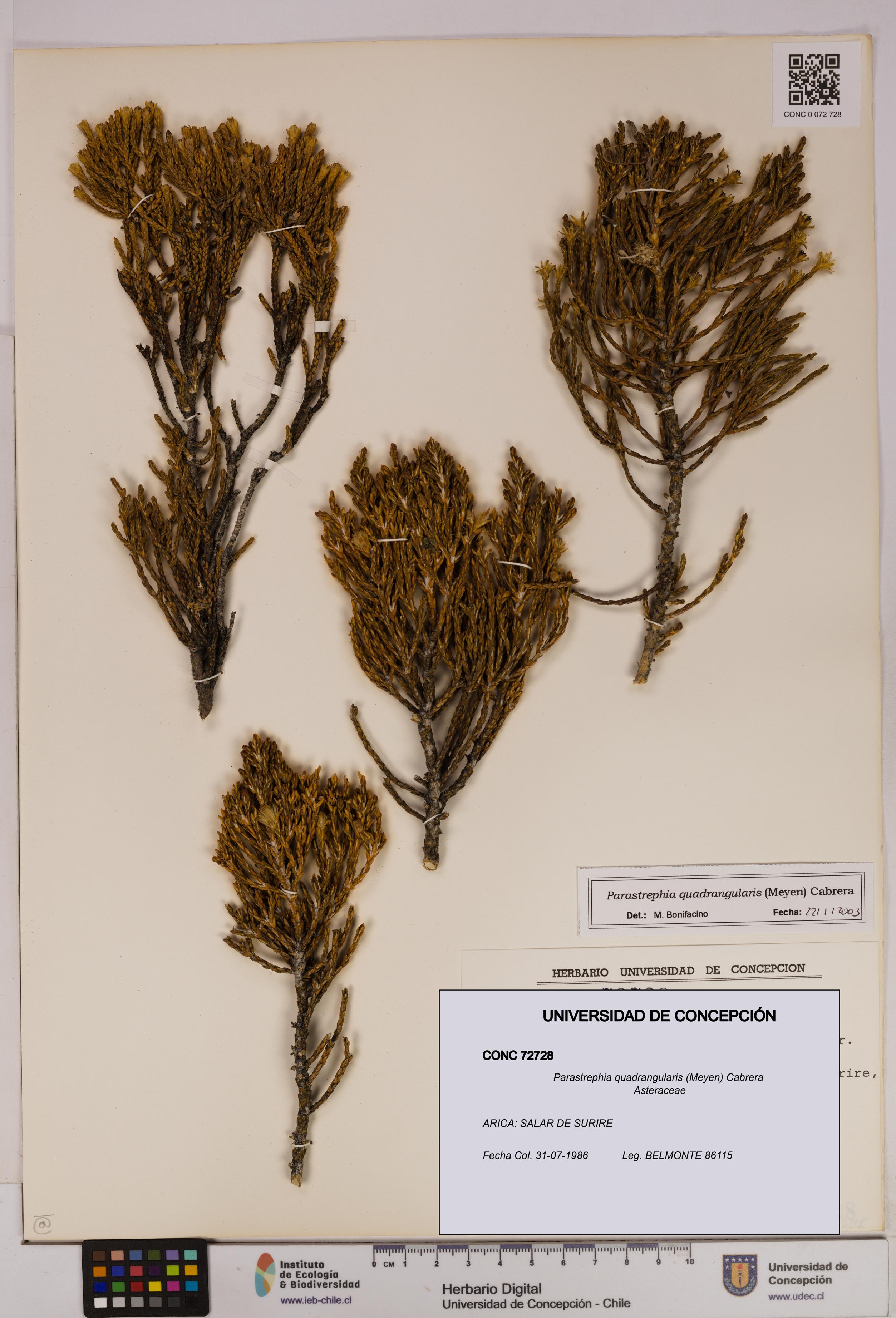 Parastrephia quadrangularis [Espécimen: UDEC:CONC:0072728]