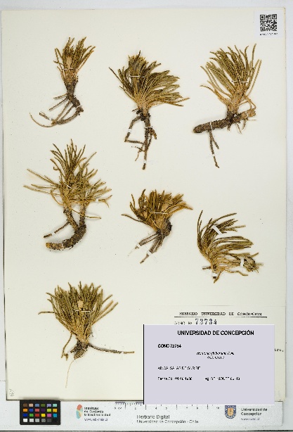 Werneria glaberrima [Espécimen: UDEC:CONC:0072734]