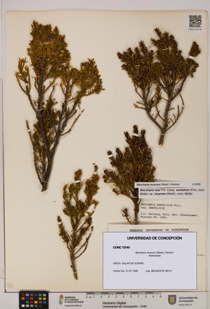 Baccharis incarum [Espécimen: UDEC:CONC:0072740]