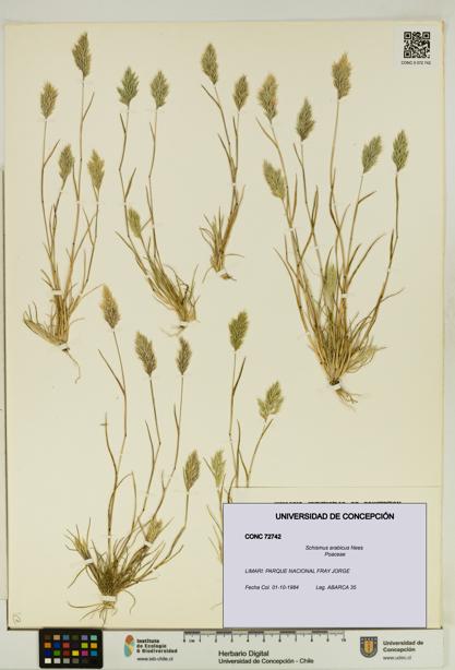 Schismus arabicus [Espécimen: UDEC:CONC:0072742]