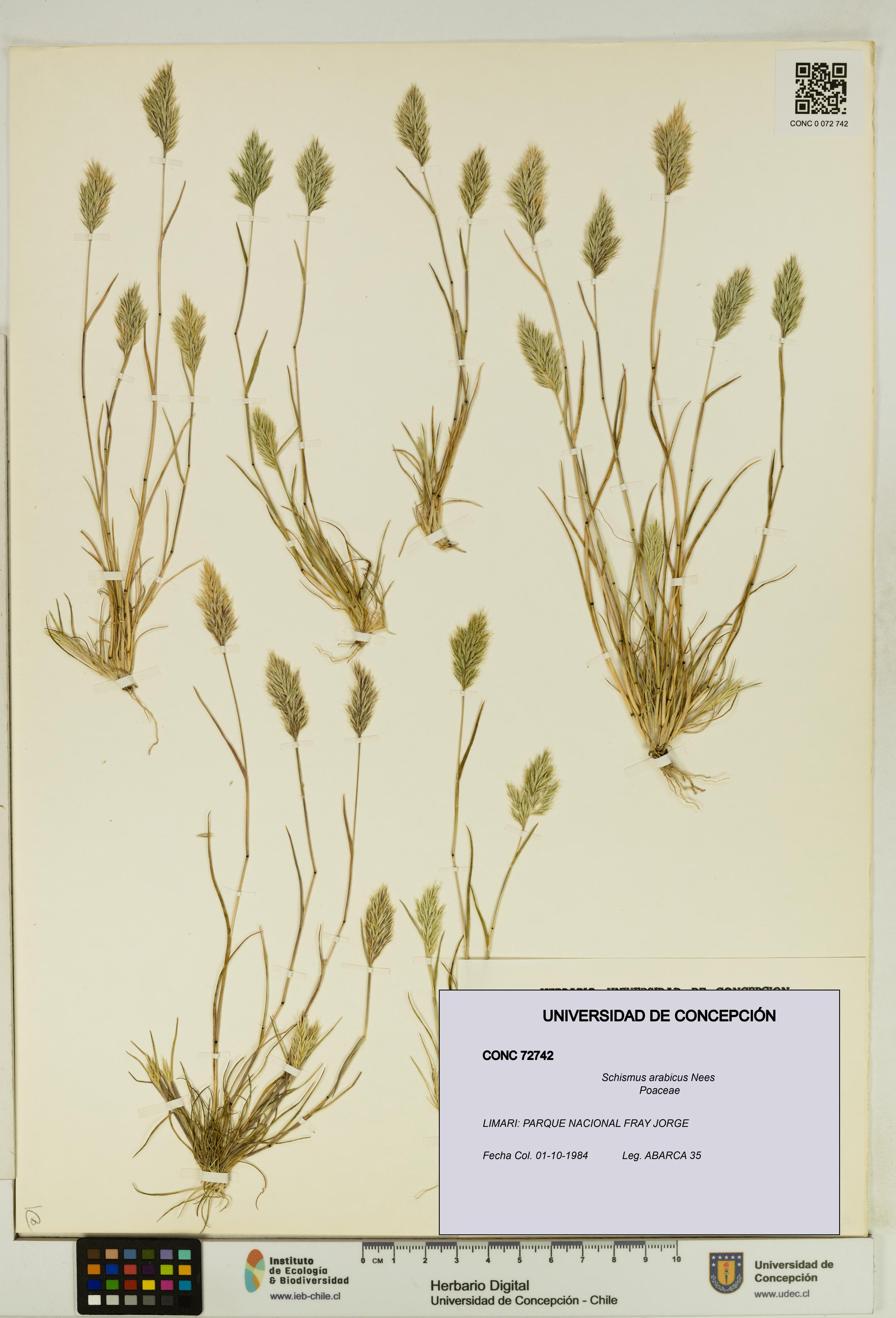 Schismus arabicus [Espécimen: UDEC:CONC:0072742]