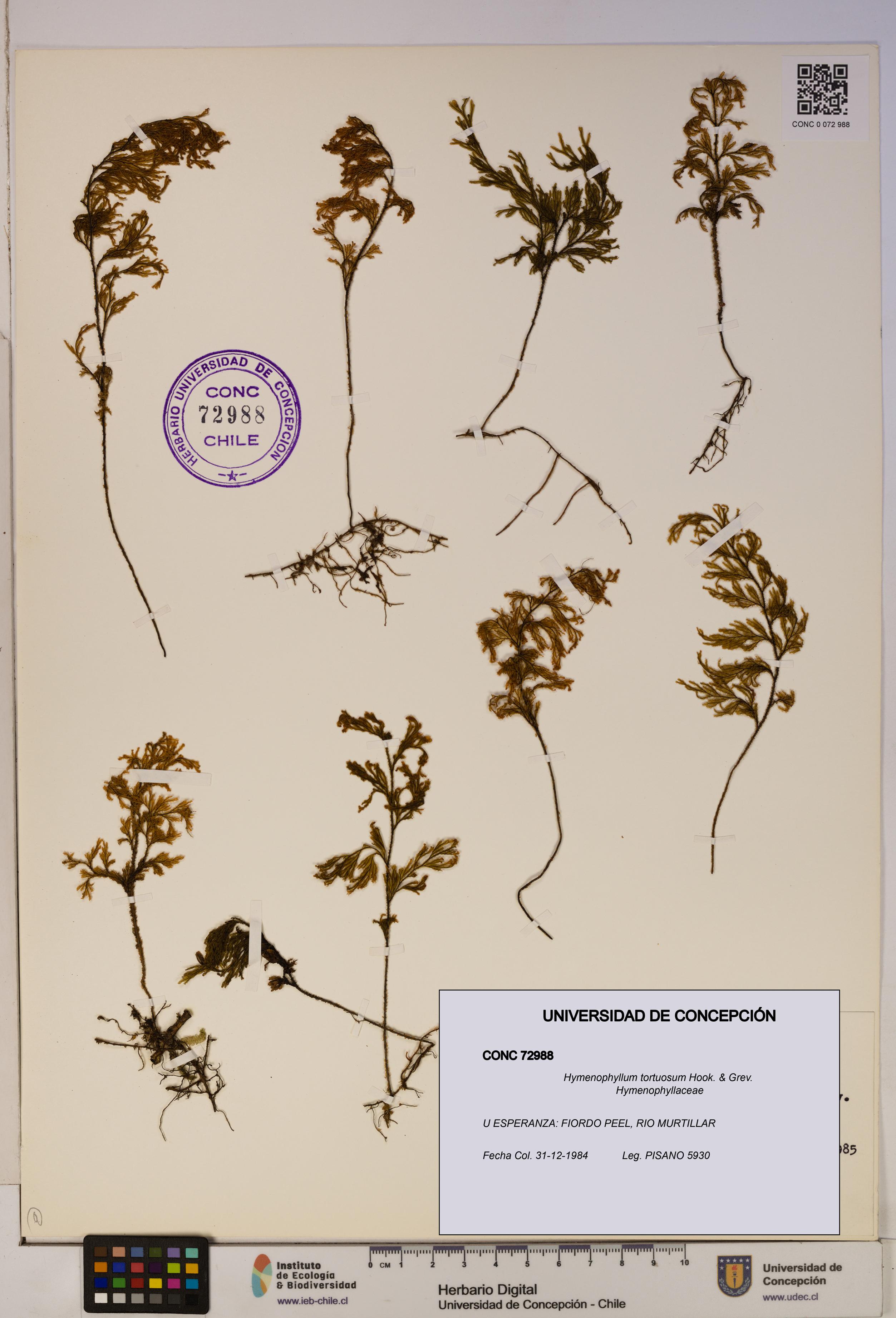 Hymenophyllum tortuosum [Espécimen: ]
