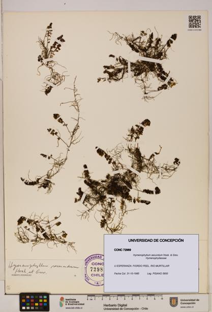Hymenophyllum secundum [Espécimen: ]