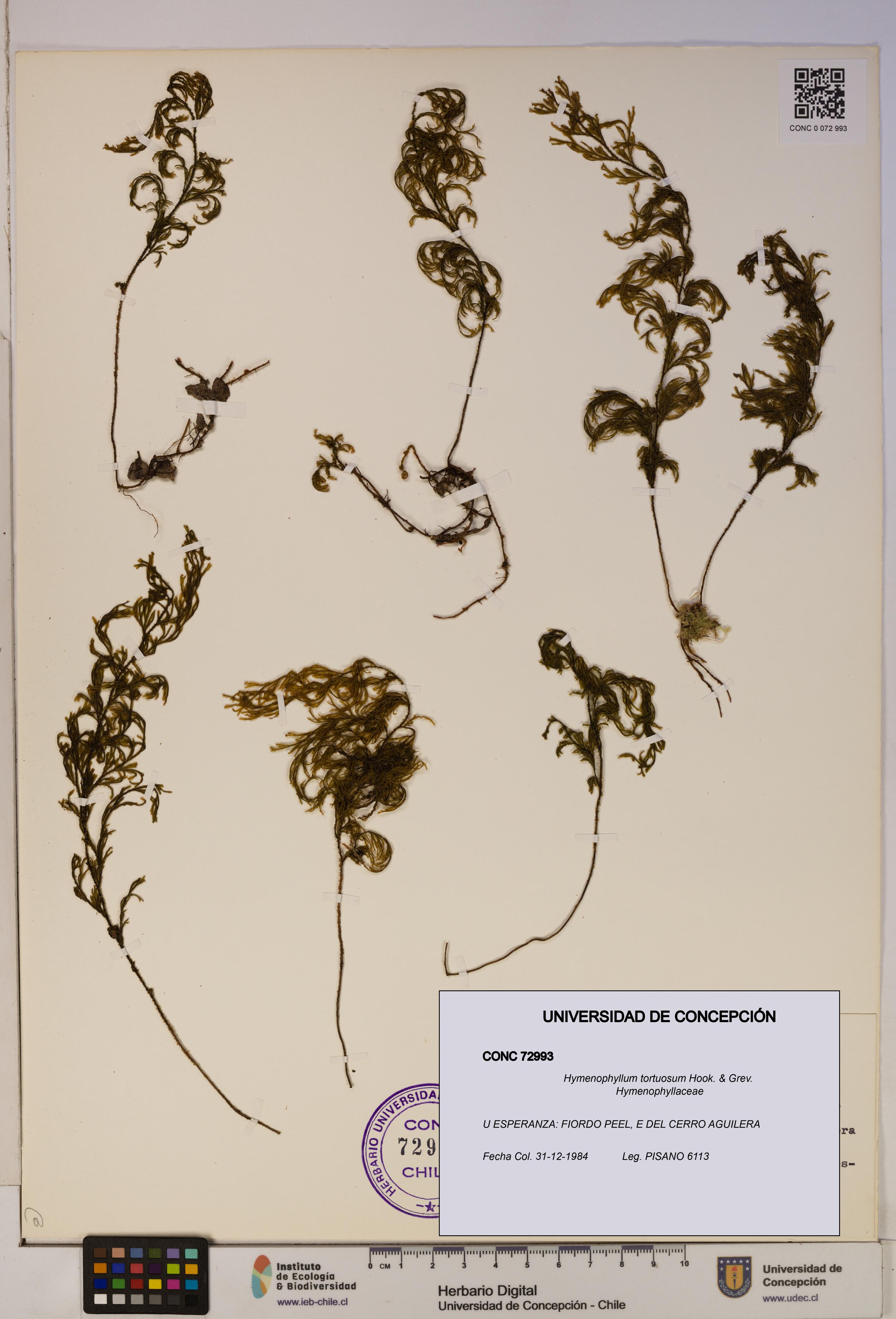 Hymenophyllum tortuosum [Espécimen: ]