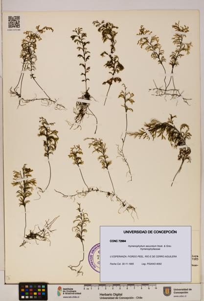 Hymenophyllum secundum [Espécimen: ]