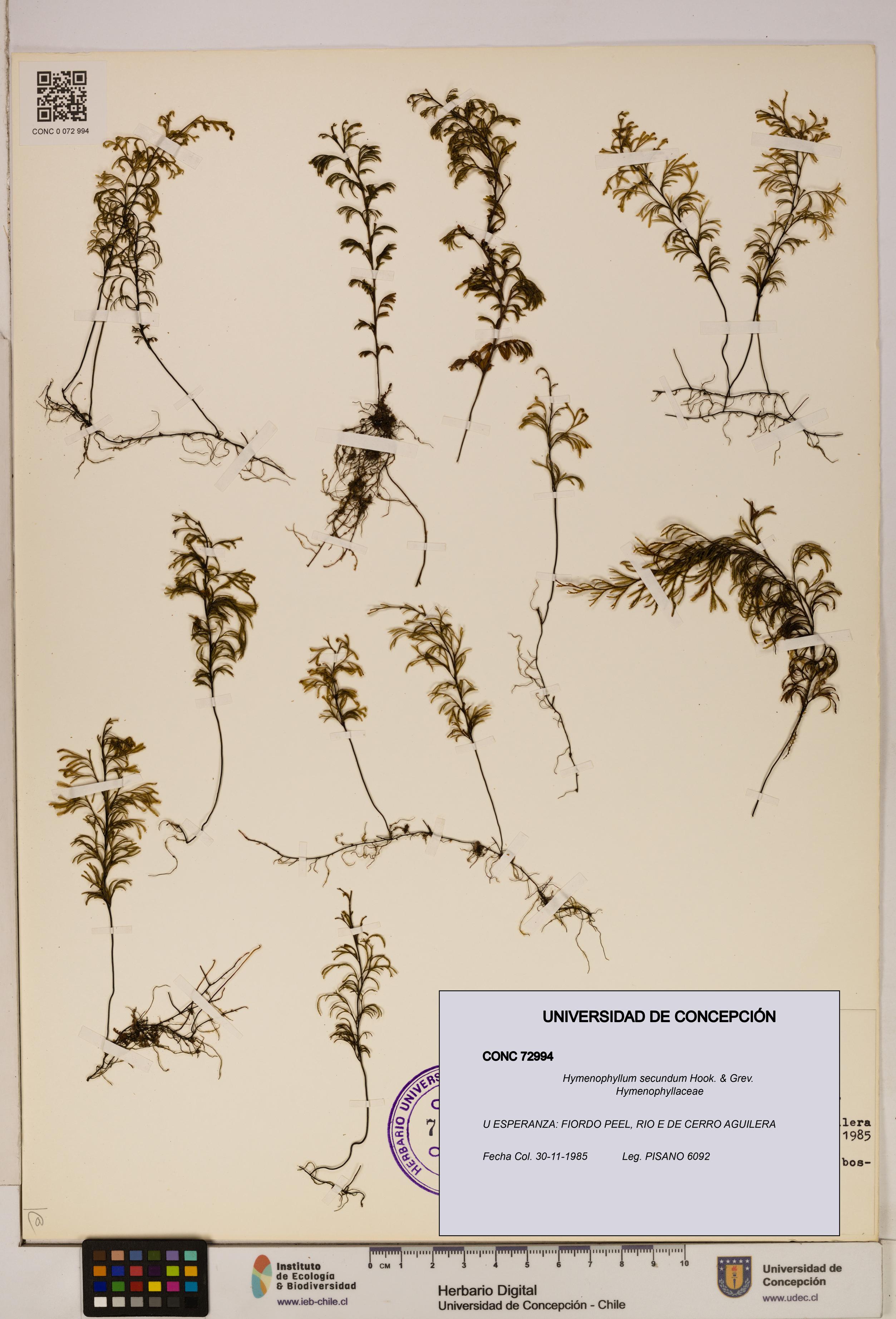 Hymenophyllum secundum [Espécimen: ]