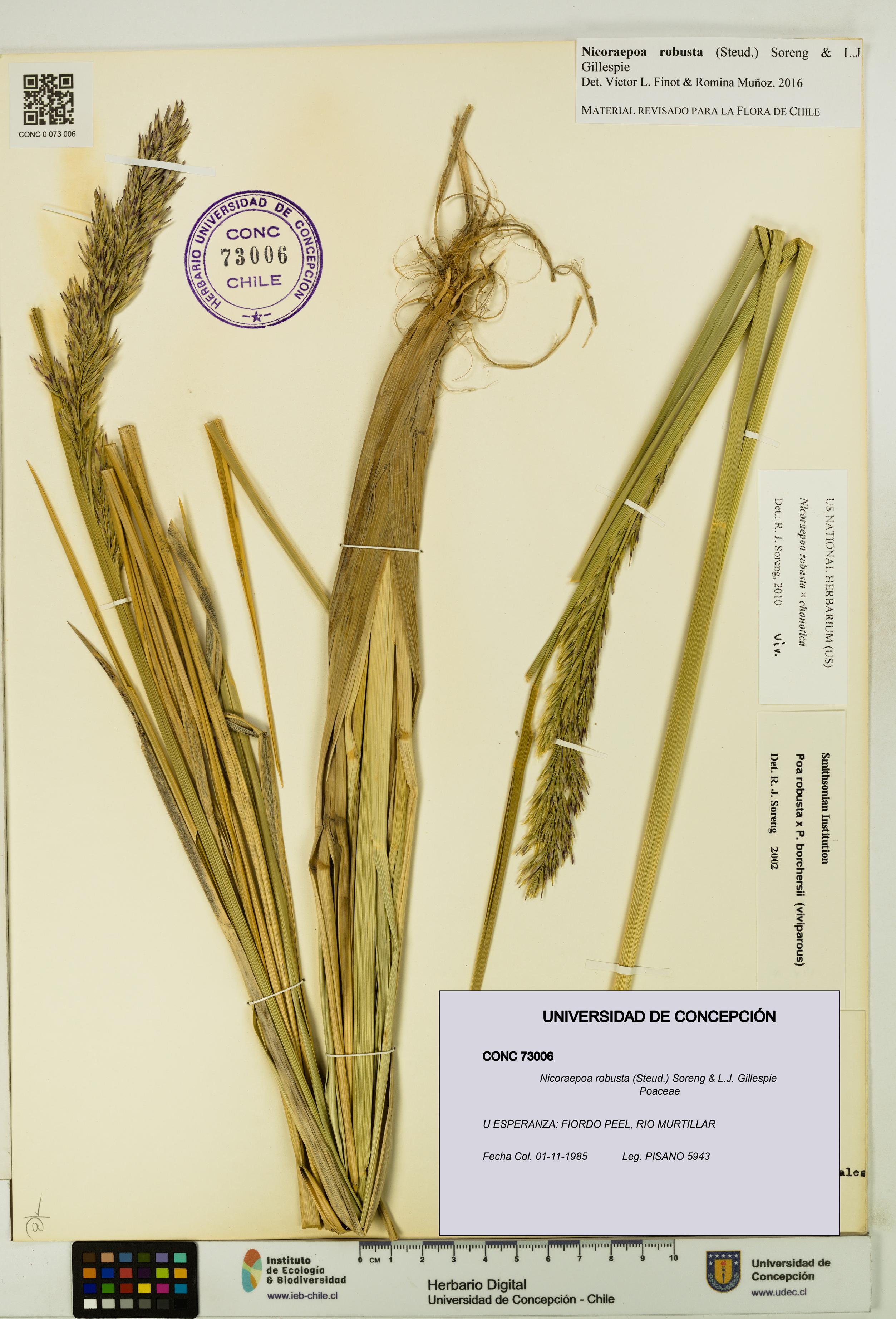 Nicoraepoa robusta [Espécimen: UDEC:CONC:0073006]