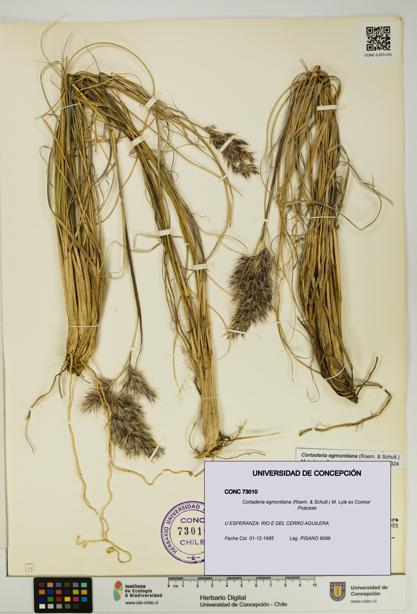 Cortaderia egmontiana [Espécimen: UDEC:CONC:0073010]