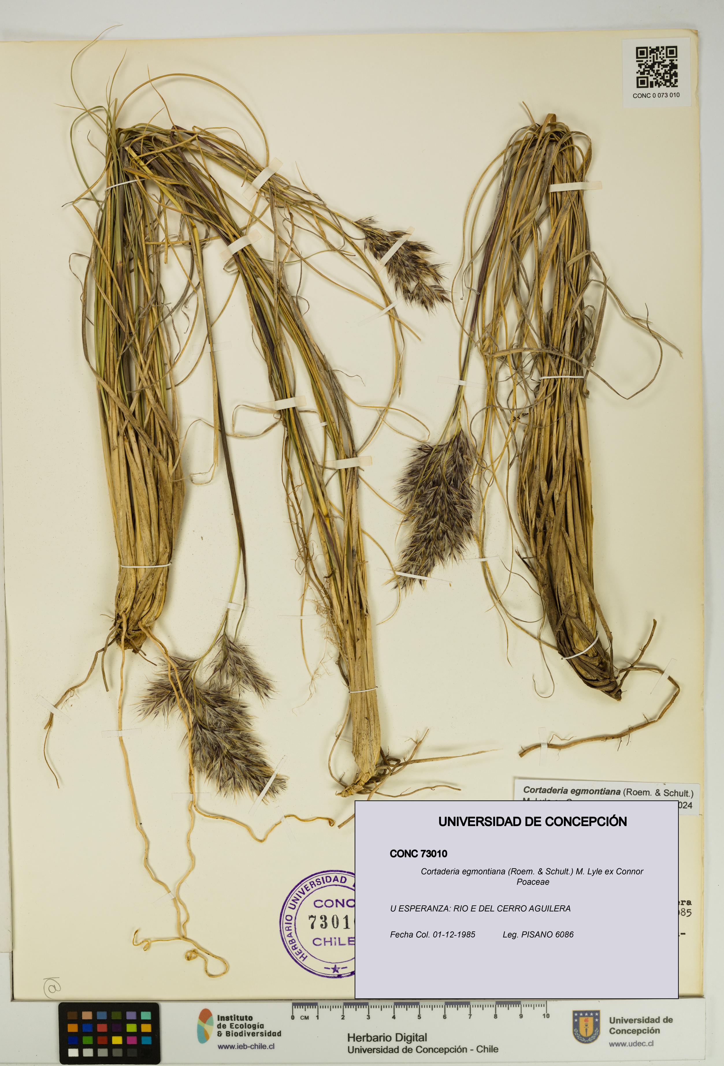 Cortaderia egmontiana [Espécimen: UDEC:CONC:0073010]