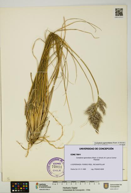 Cortaderia egmontiana [Espécimen: UDEC:CONC:0073011]