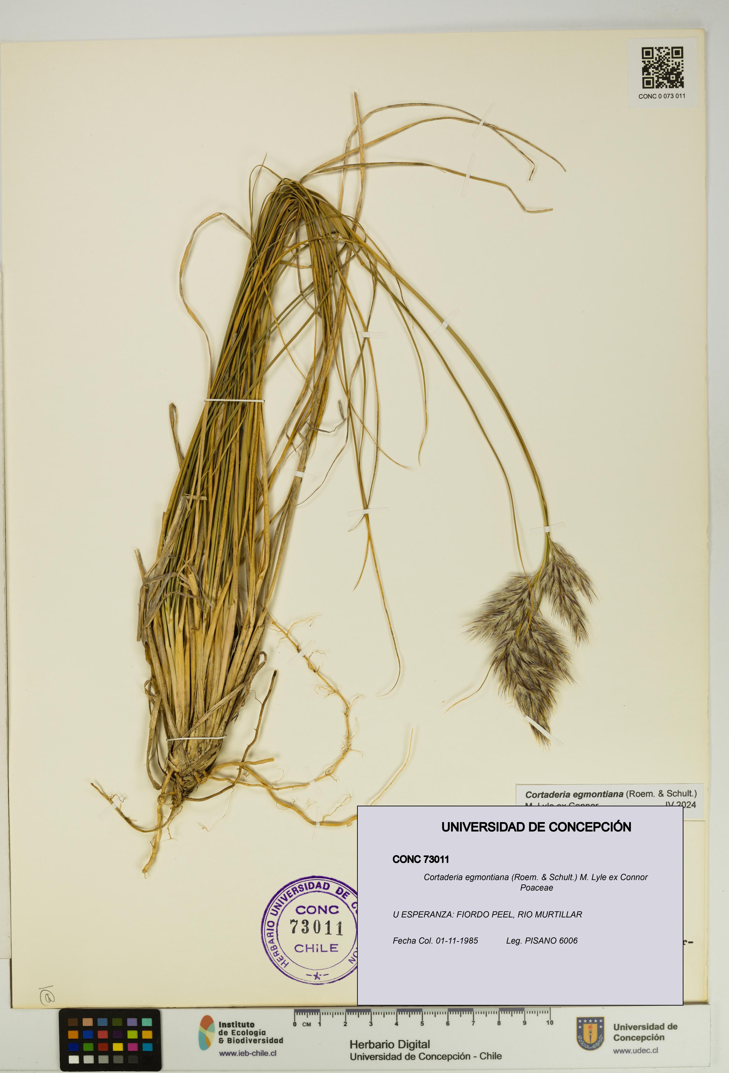 Cortaderia egmontiana [Espécimen: UDEC:CONC:0073011]