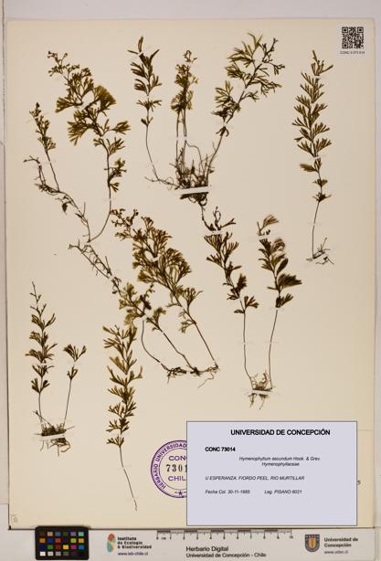 Hymenophyllum secundum [Espécimen: ]