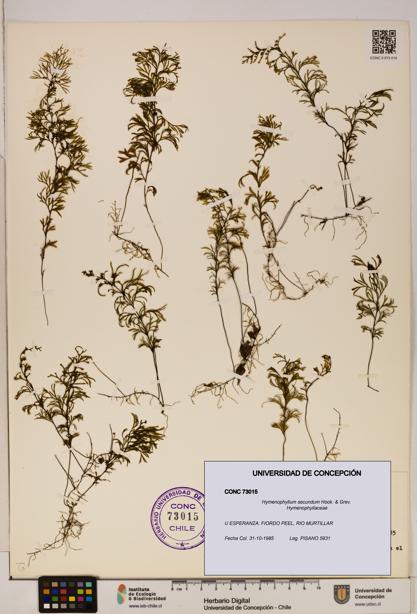Hymenophyllum secundum [Espécimen: ]