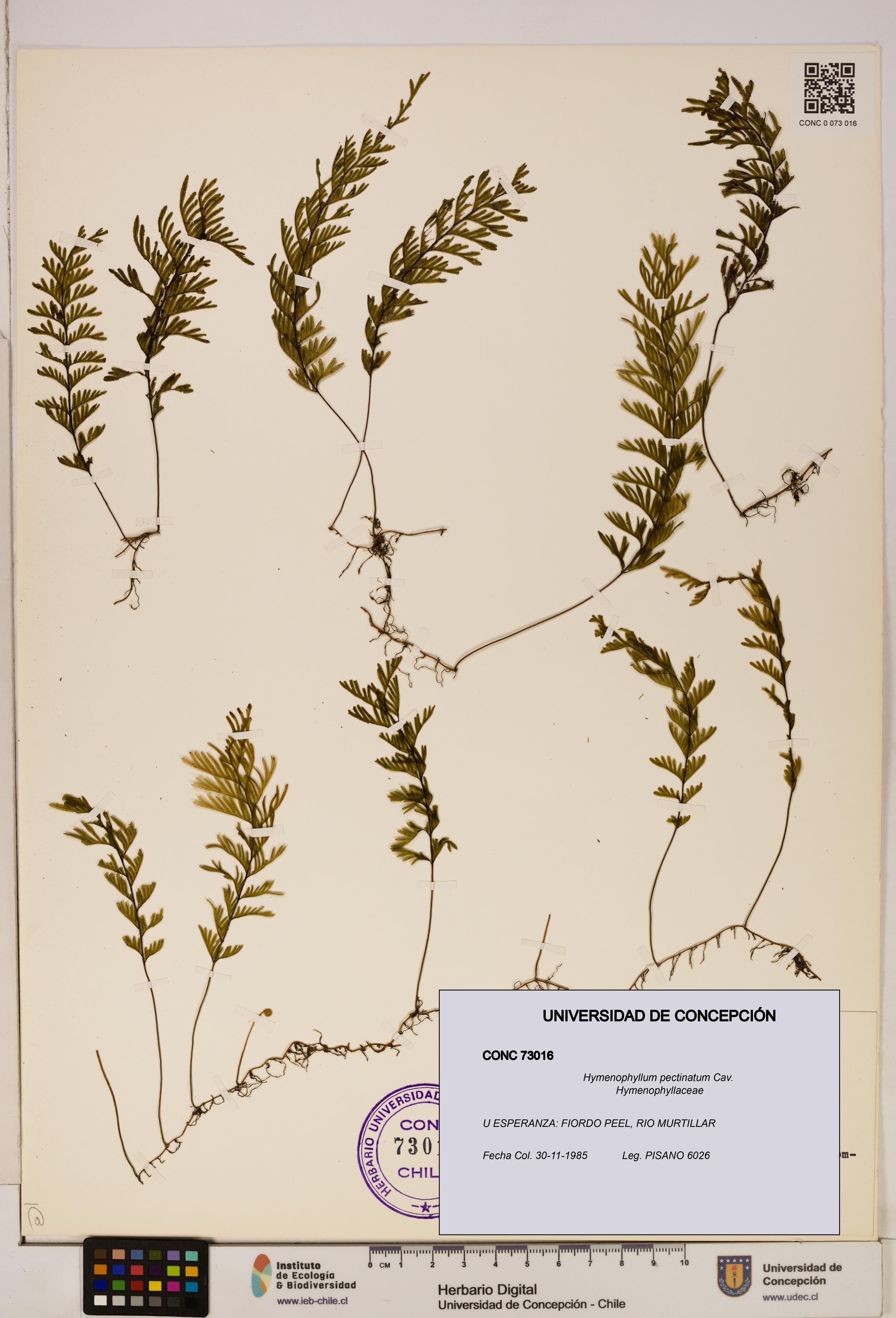 Hymenophyllum pectinatum [Espécimen: ]