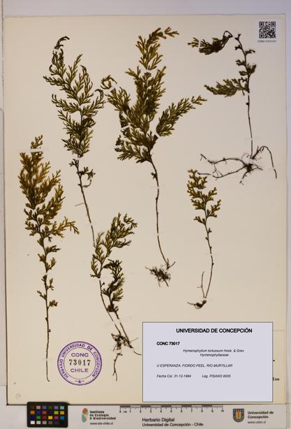 Hymenophyllum tortuosum [Espécimen: ]