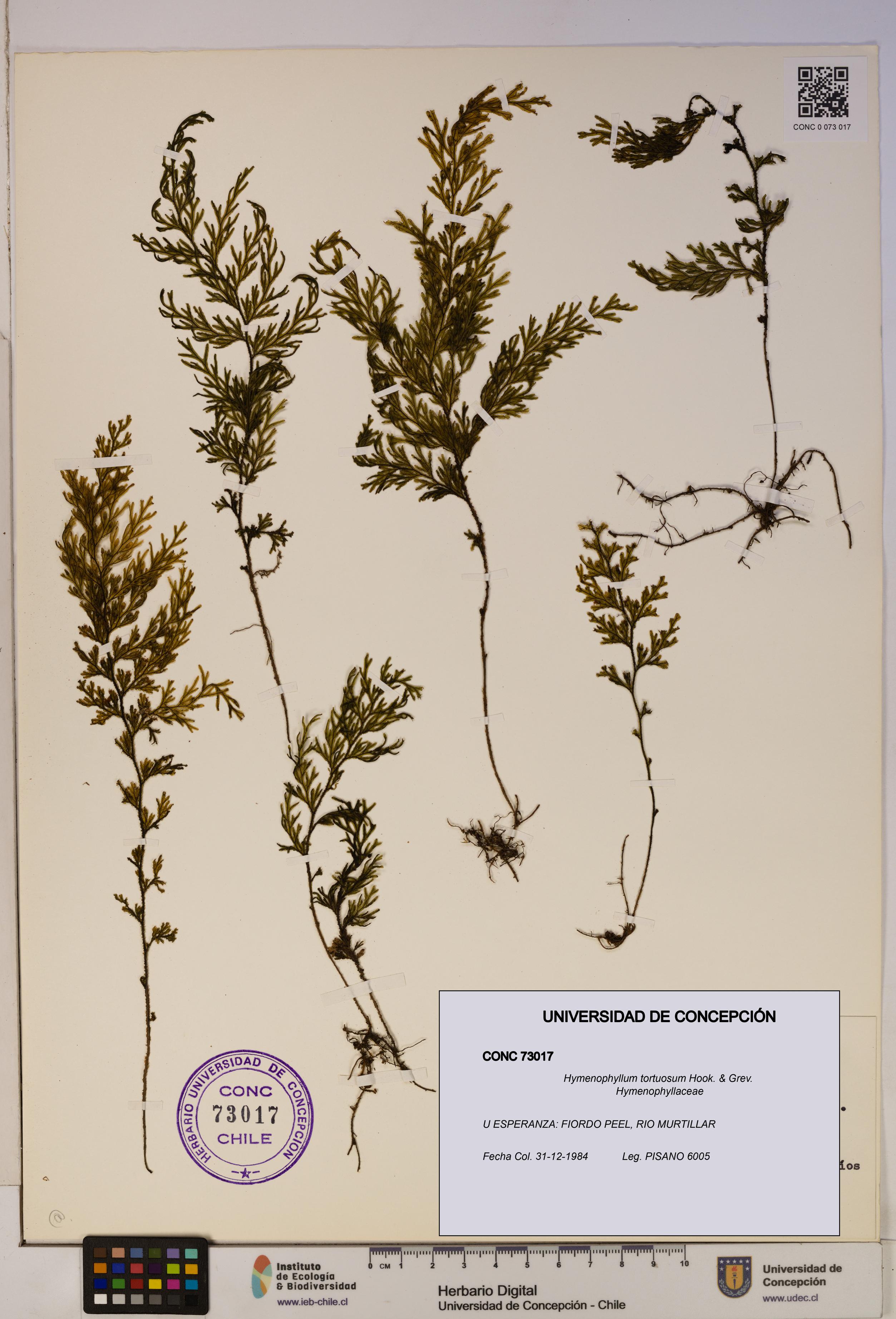 Hymenophyllum tortuosum [Espécimen: ]