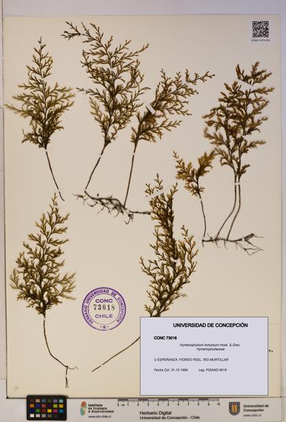 Hymenophyllum tortuosum [Espécimen: ]