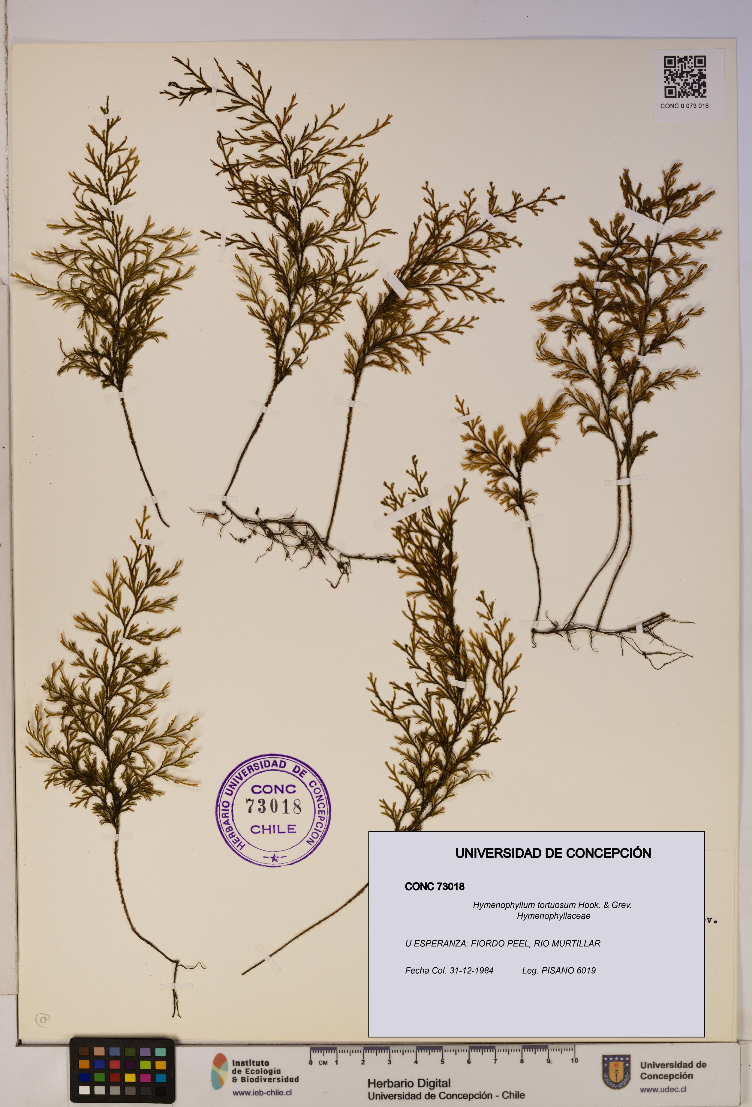Hymenophyllum tortuosum [Espécimen: ]