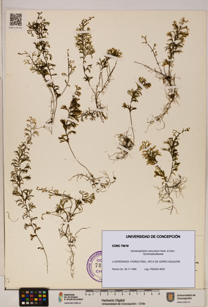Hymenophyllum secundum [Espécimen: ]