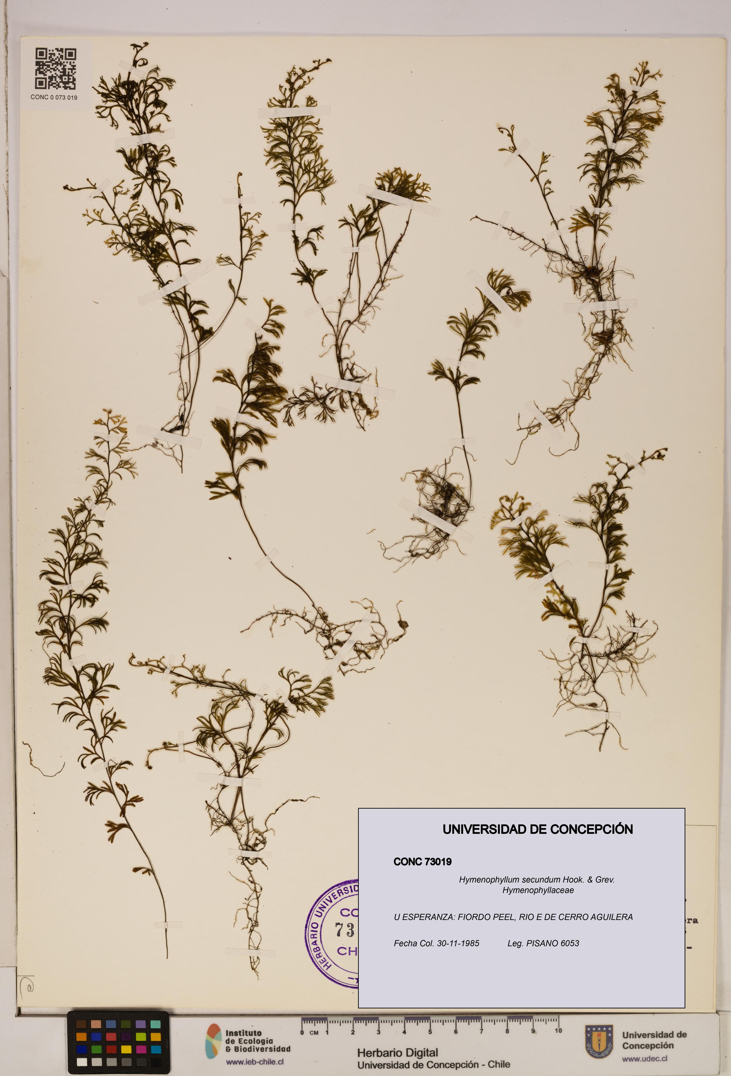 Hymenophyllum secundum [Espécimen: ]