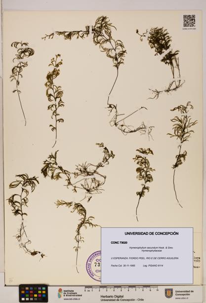 Hymenophyllum secundum [Espécimen: ]