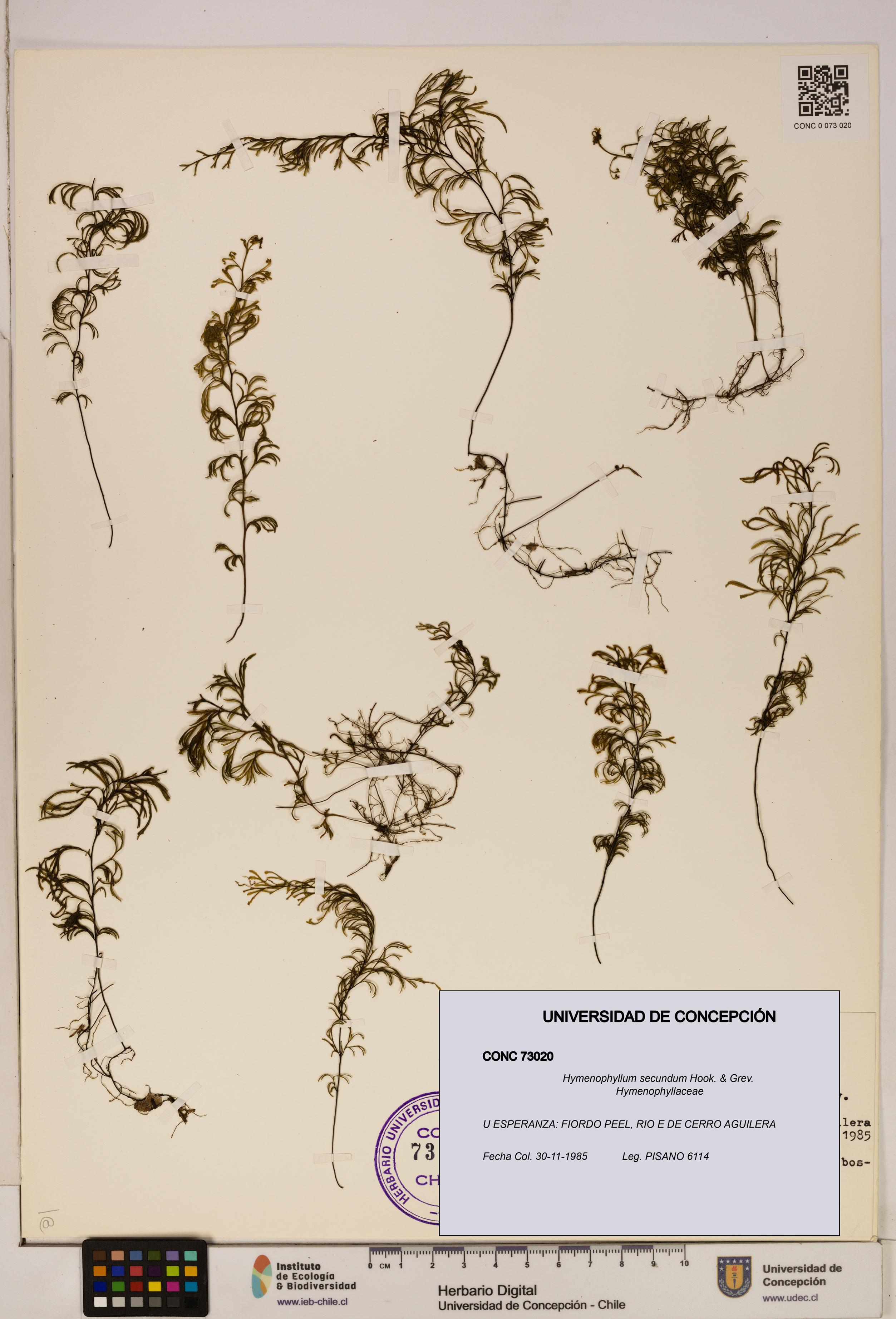 Hymenophyllum secundum [Espécimen: ]