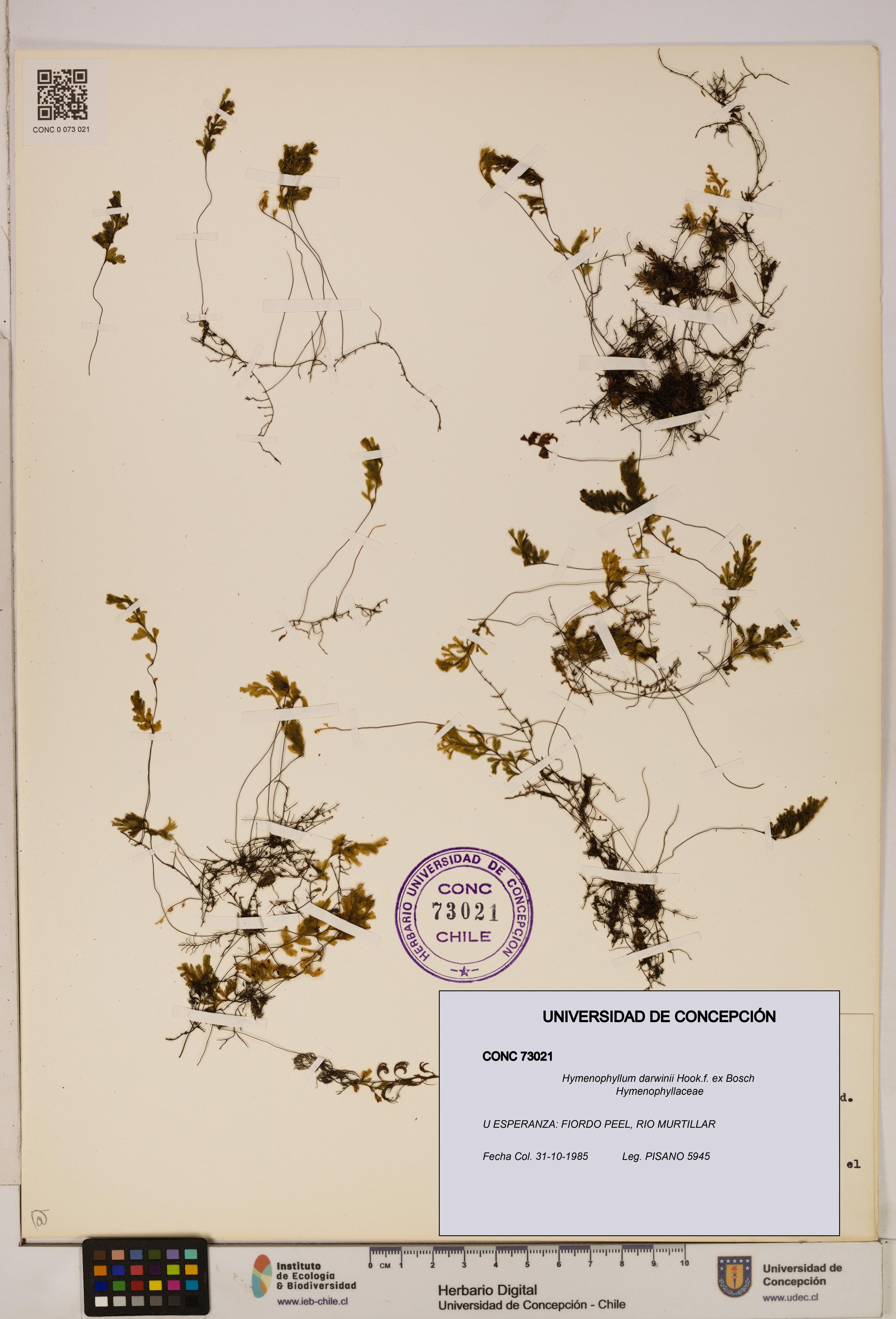Hymenophyllum darwinii [Espécimen: UDEC:CONC:0073021]