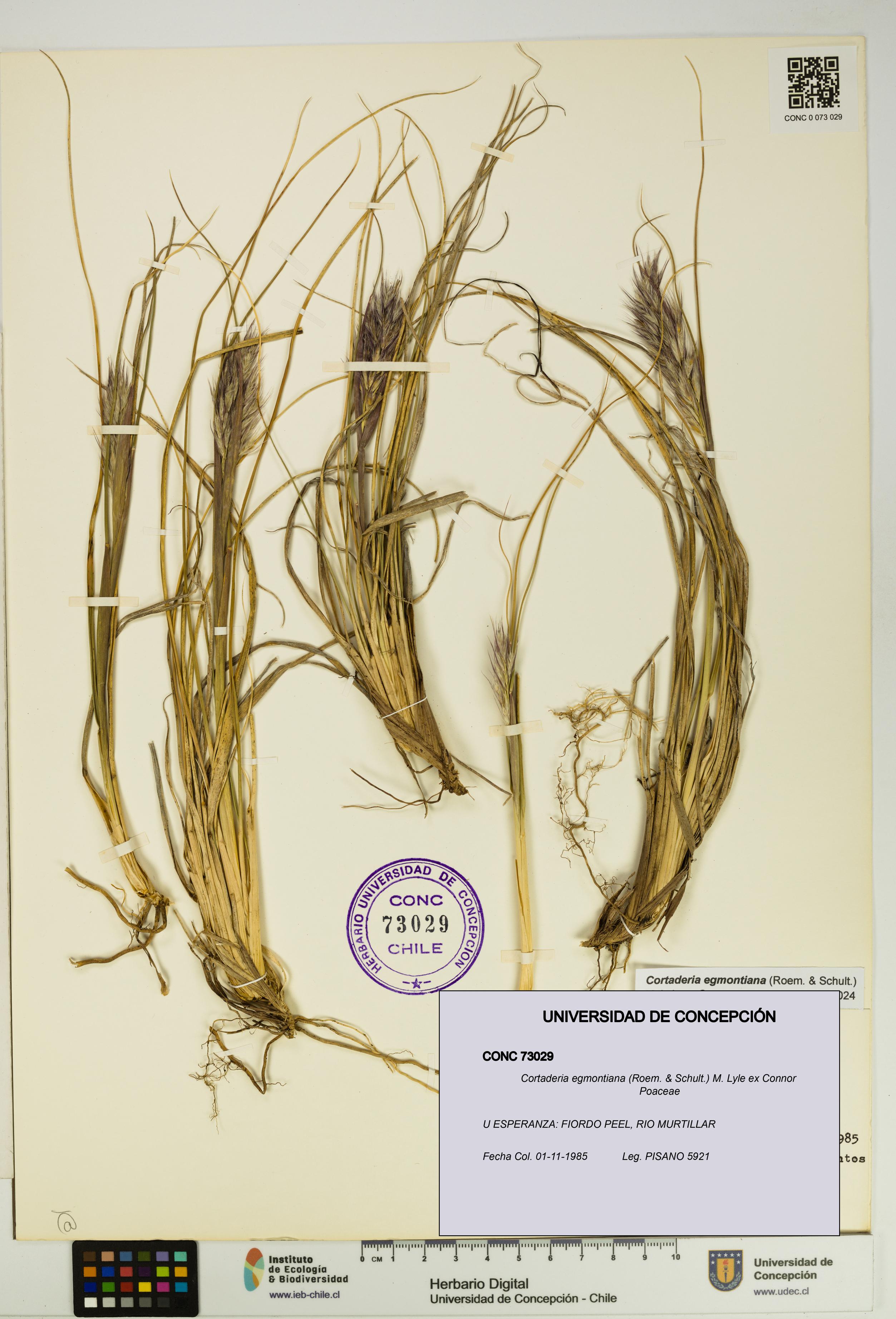 Cortaderia egmontiana [Espécimen: UDEC:CONC:0073029]